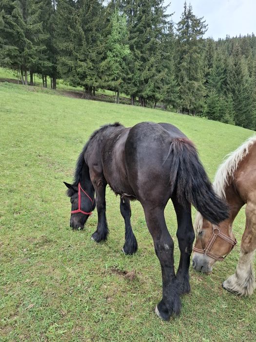 Vand mânz negru semigreu de 9 luni