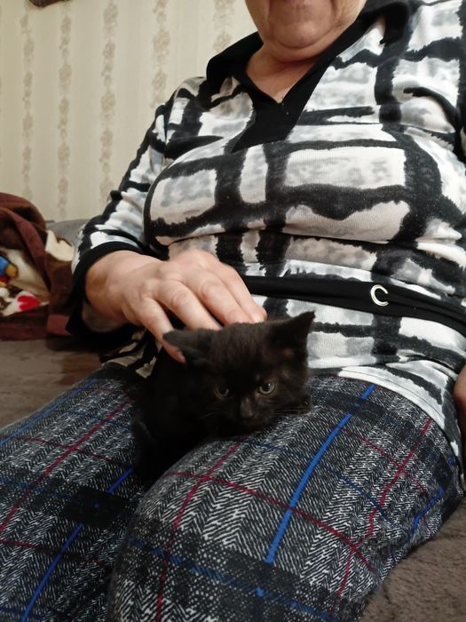 Классный котенок