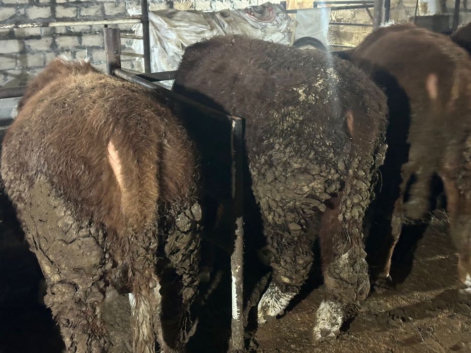 Бука сатылады аткорм