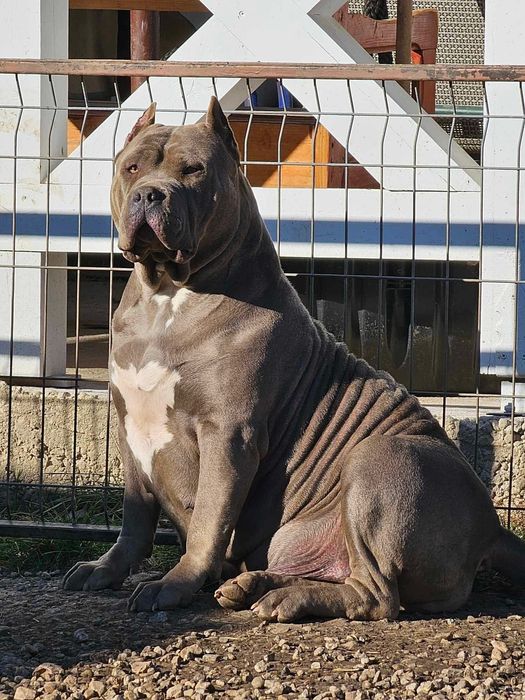 Продавам американско були