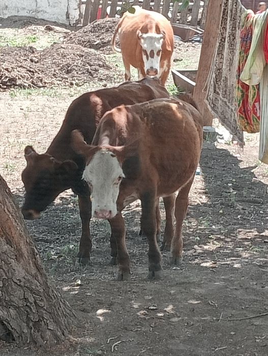 Продаю КРС, лошадь