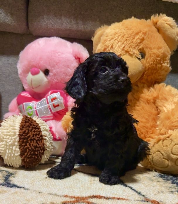 Мини пудел той пудел момиче