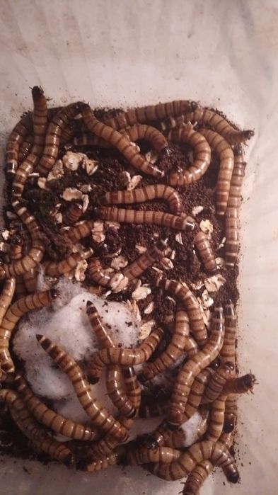 Зофобас, живой корм для рептилий!