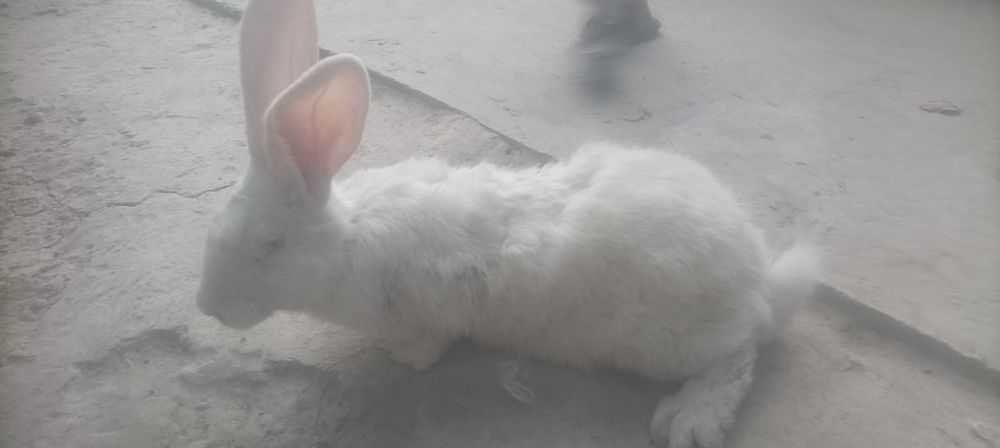 Куйон сотилади семиз 40 мин кг тарозига