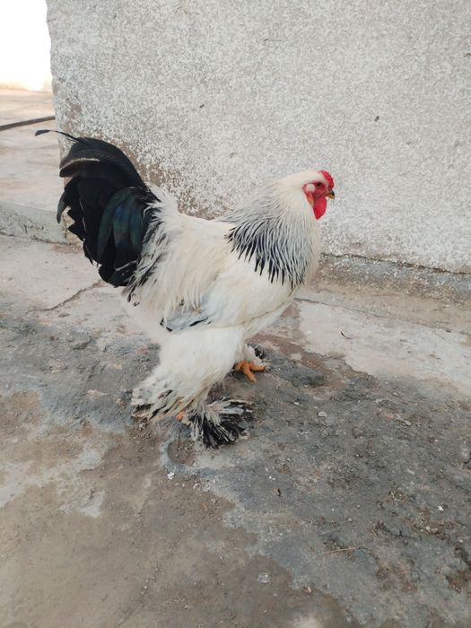 Brama xoroz sotiladi