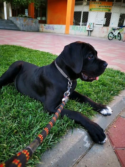 Plimb câini de orice talie,orice temperament