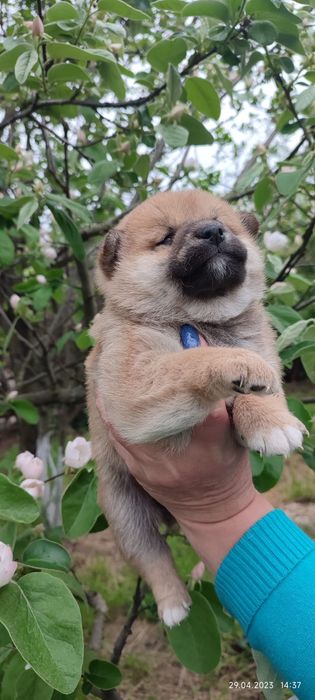 Малышки и Малыши Сиба ину