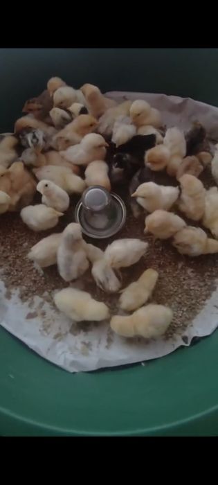 Cocoșei chabo tineri de anul trecut
