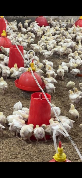 Броллер жужалар 1 кг