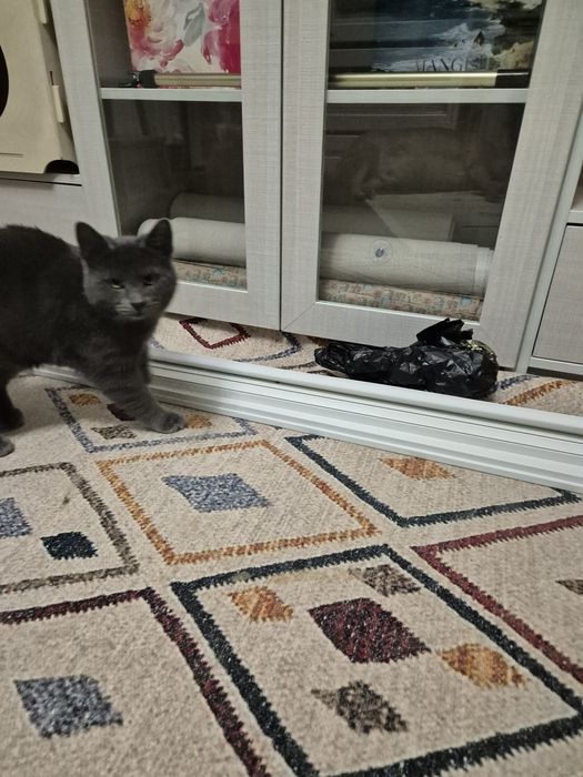 Отдам котят (мальчики )