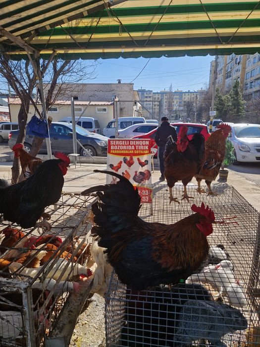 Sergili dehqon bozorida xoroz tovuq kurka quyon huroz ordek