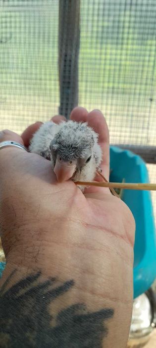 Продавам ръчно хранени монаси