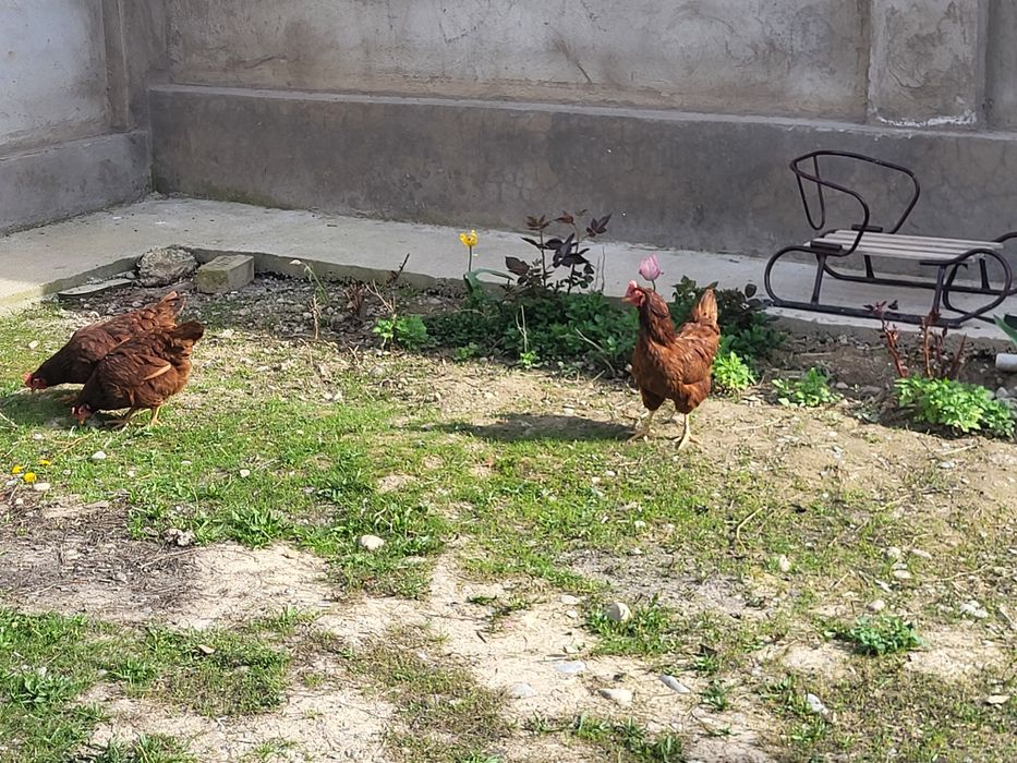 Тауык ЛаманБраун