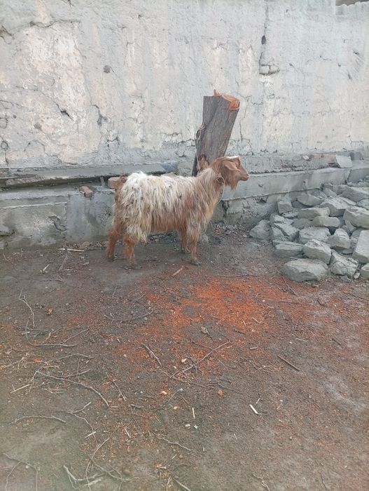 Калшох эчки сотилади