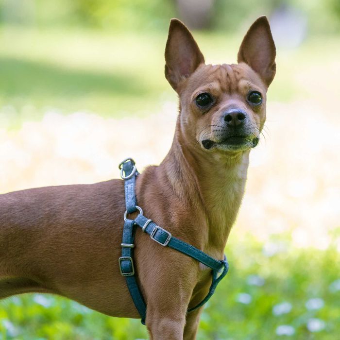 Изгубен в Балчик мини пинчер