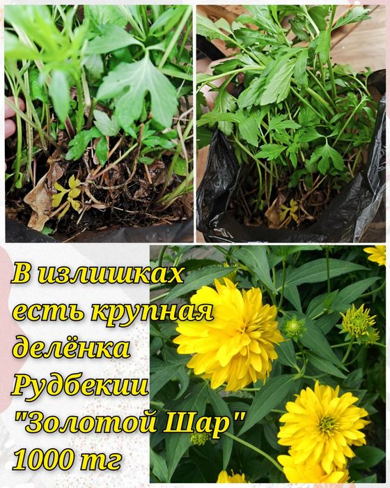 Цветочки и саженцы