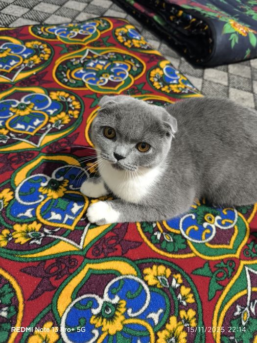 Mushuk britan shinshila