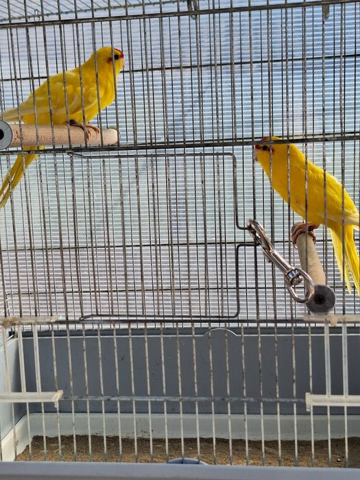 Papagali rosella și kakariki
