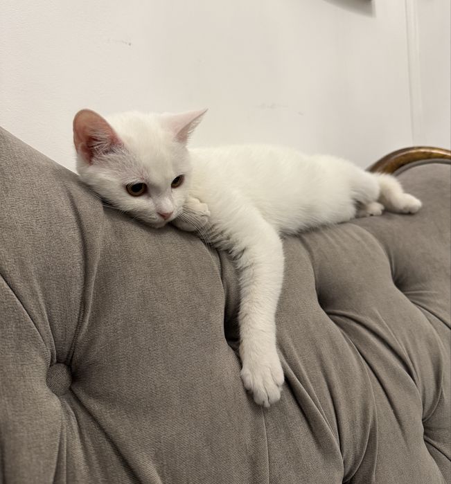 Котенок (мальчик)