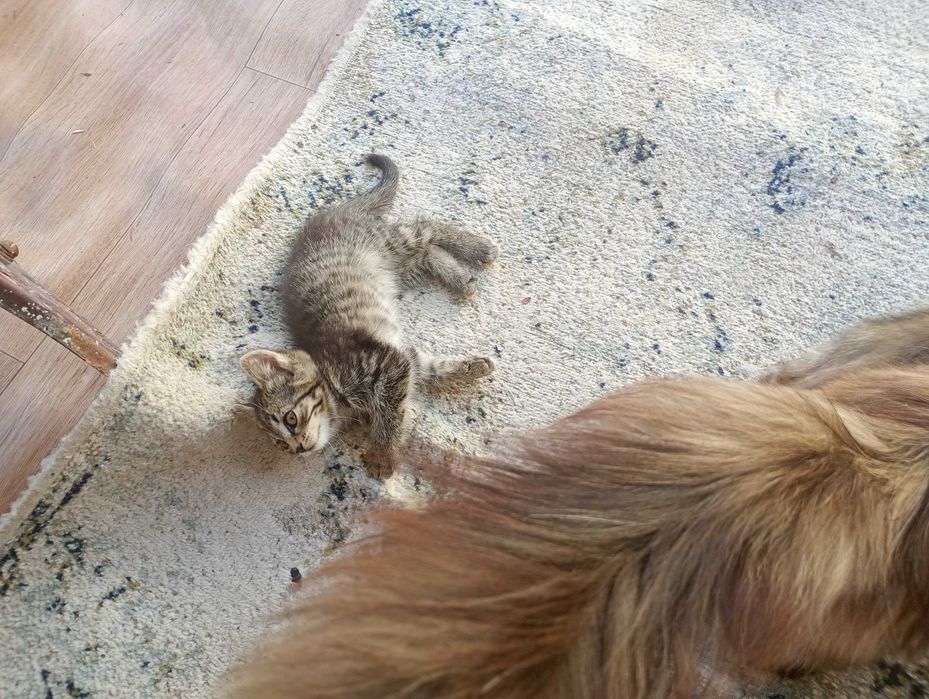 Отдам котят бесплатно