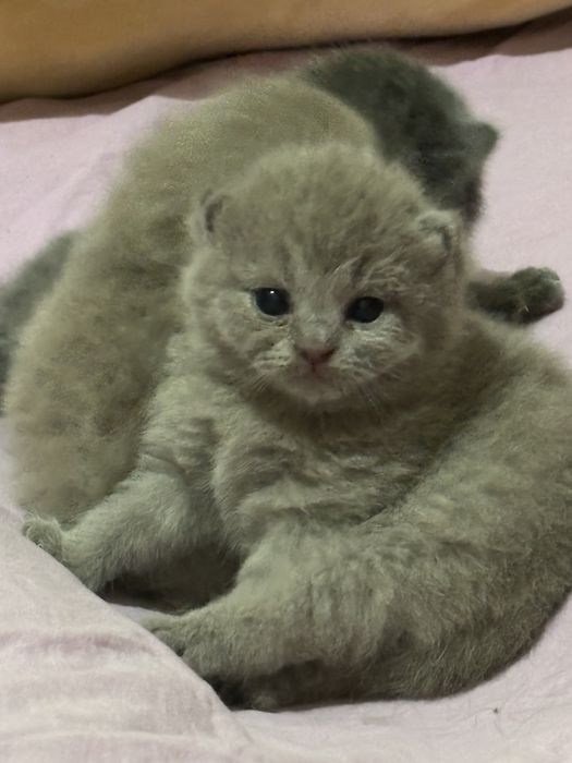 продаются котята скоттиш фолд и страйт. Элитные,породистые