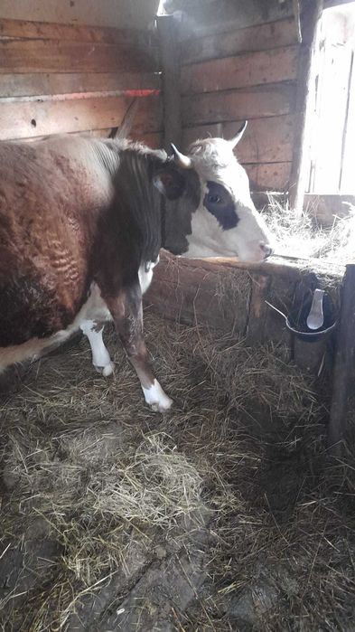 Vand juninca gestanta