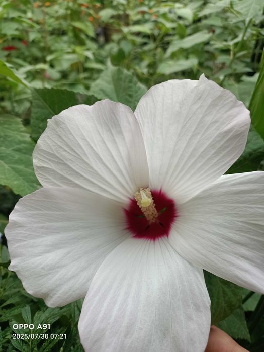 Садовые растения