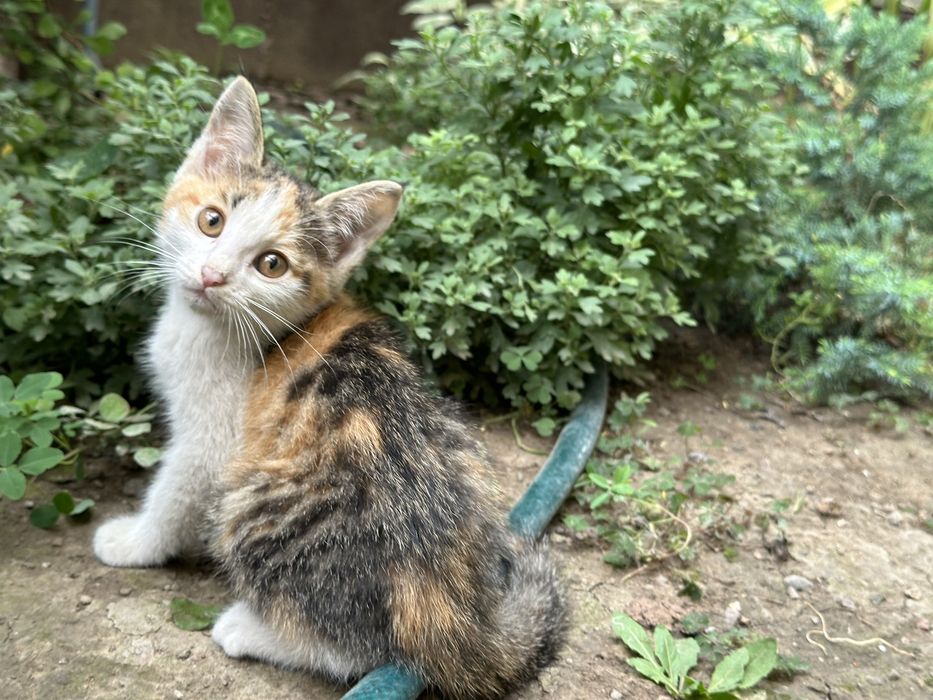 Отдам котят (3) в добрые руки