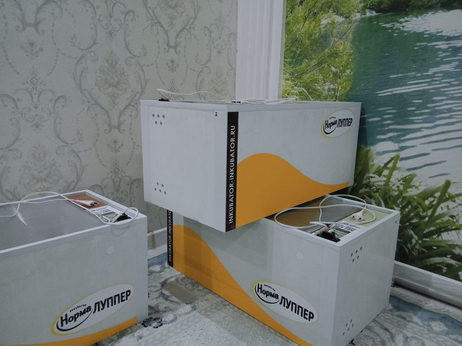 Инкубатр норма лупер