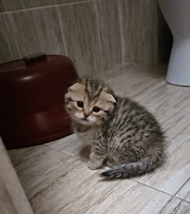 шотландские котята