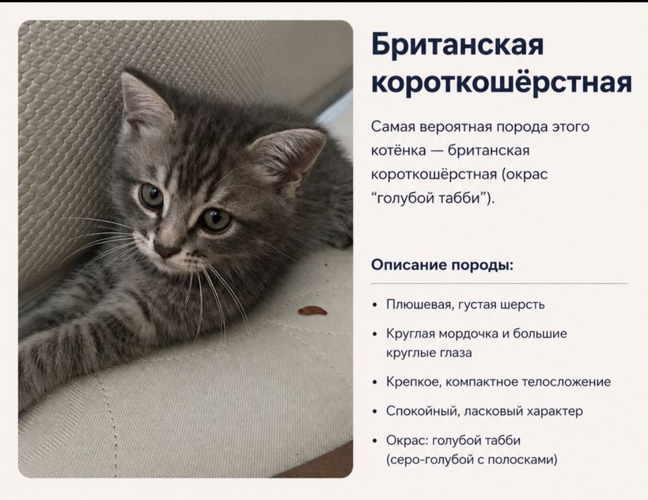 Британские котята