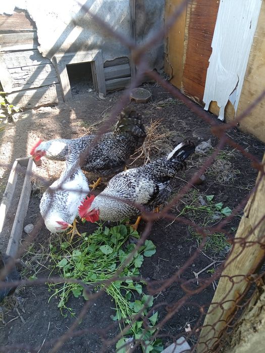 Продам петухов .