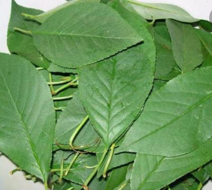 Листья вишни сушёные