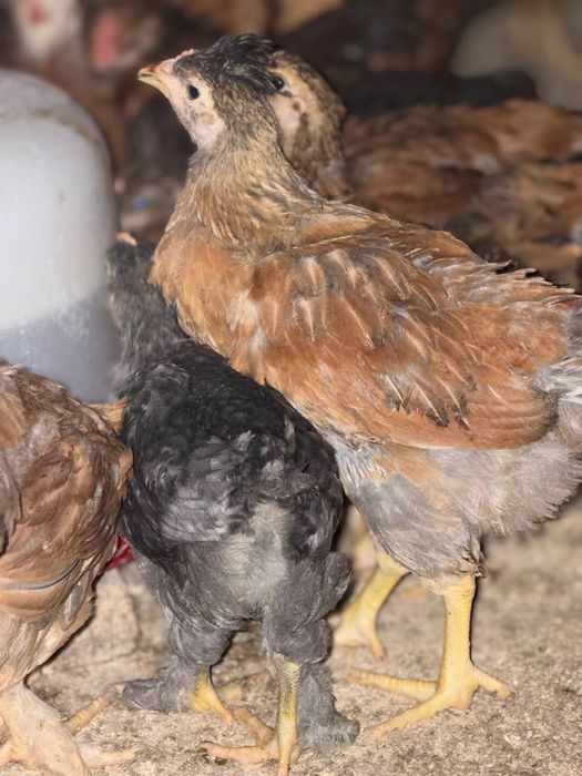 Цветные цыплята привытые    Жужалар