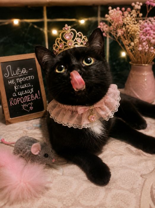 Котенок девочка 4,5месяца