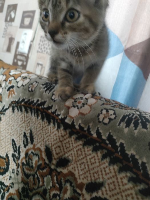 Отдам котят  бесплатно