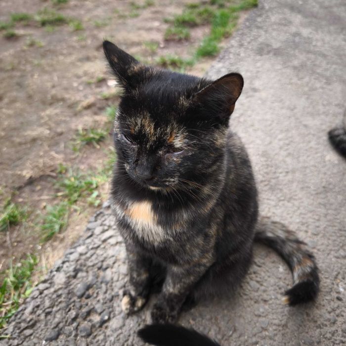 Pisicuță dorește o familie - adopție