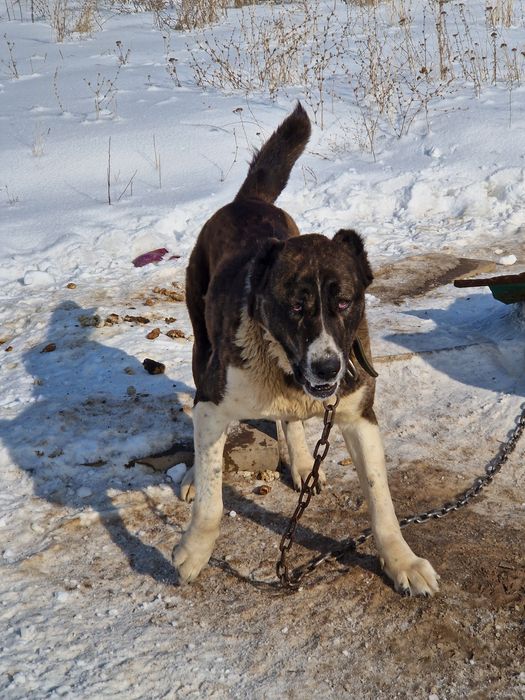 Собаки цена договорная