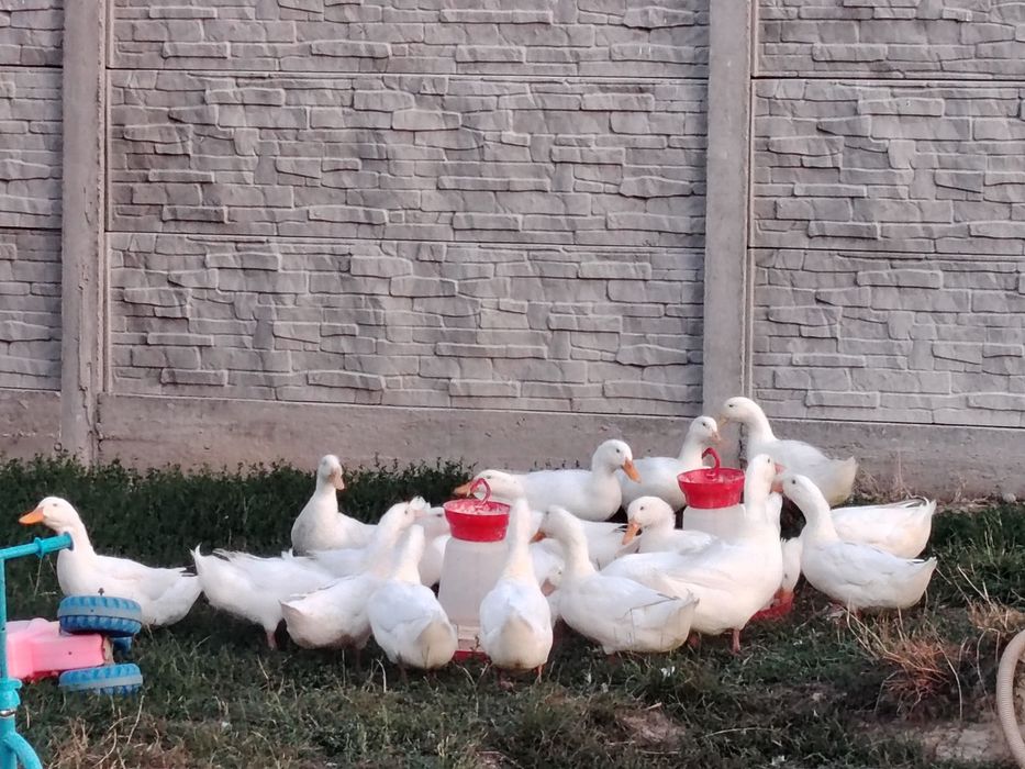 20 rațe bio, aprilie 2025 – sănătoase, crescute natural