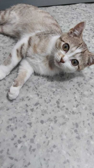 Котёнок (девочка)