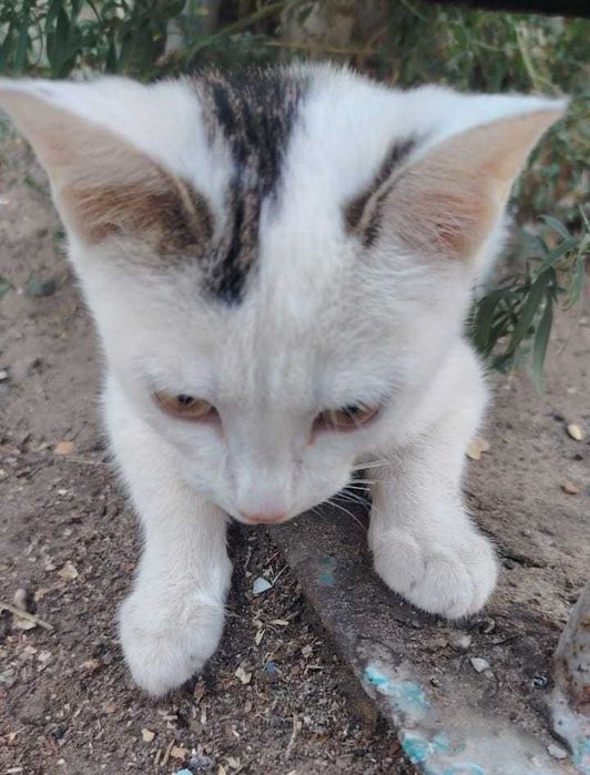 Мысык, Котёнок мальчик 5 месяцев