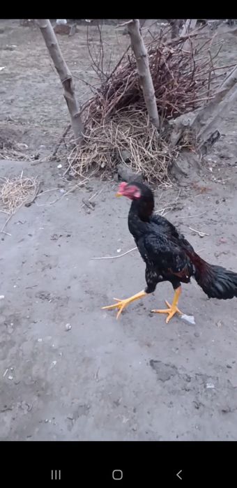 Dakan Juja sotiladi bardovi