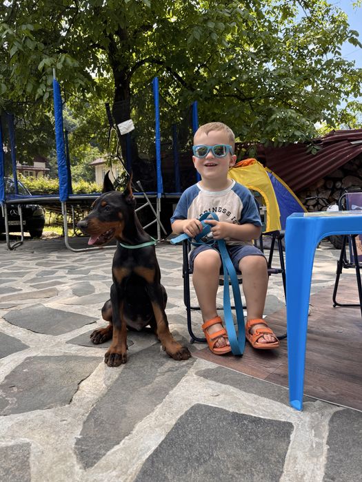Cățeluș Doberman cu pedigree.