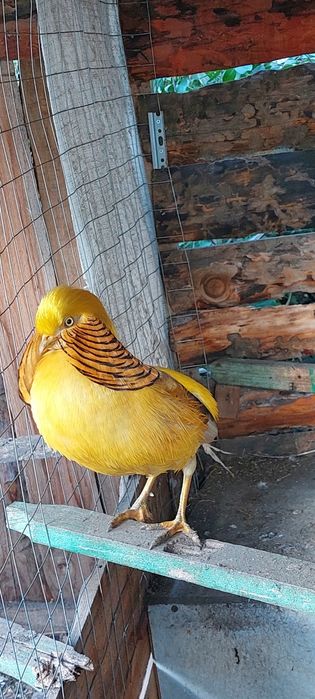 Фазаны Золото и Лимоны