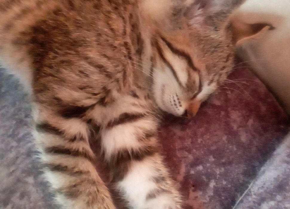 2 Oylik Shirintoy Mushukcha Sotiladi