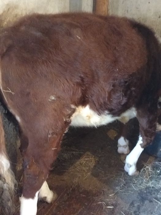 Продам тёлку белоголовую