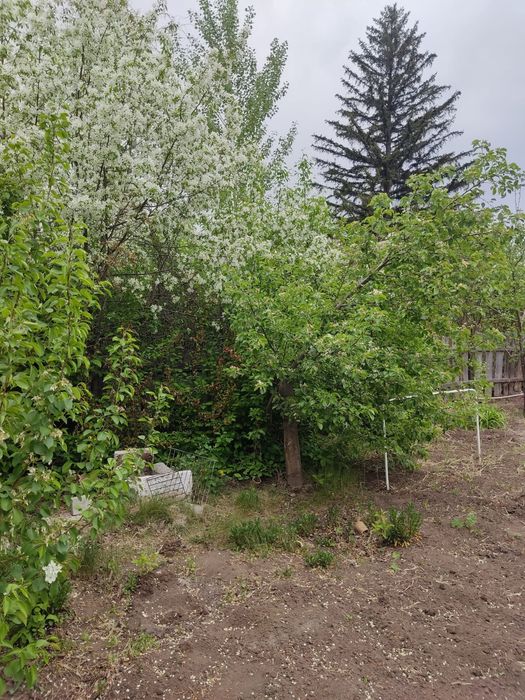 Продам дачу сад Здоровье