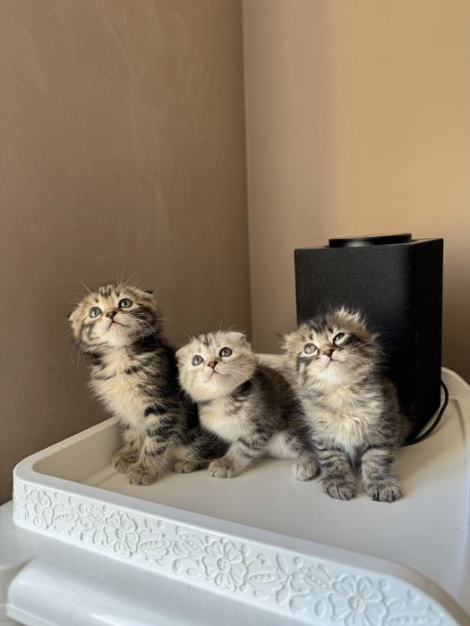 Котята породистые