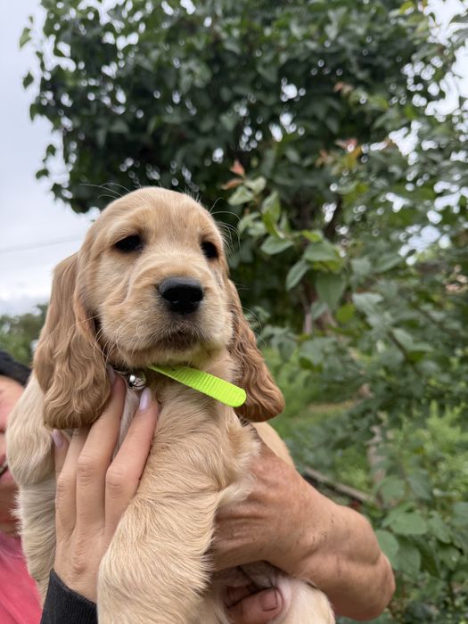 Pui de Cocker Spaniel- caută o căsuță iubitoare!