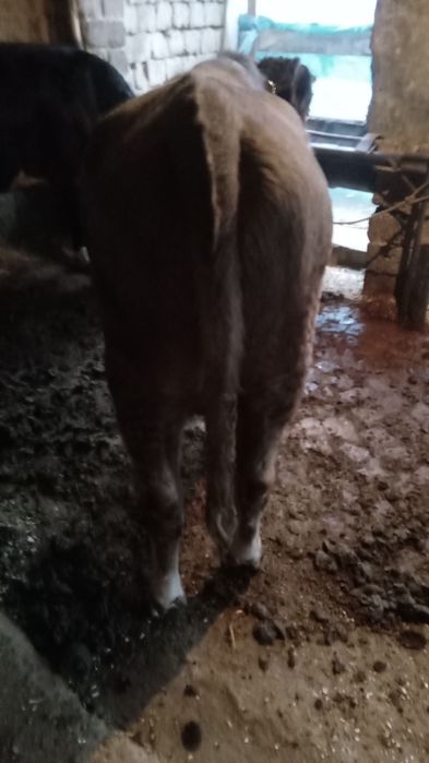 Buqa sotiladi srochna